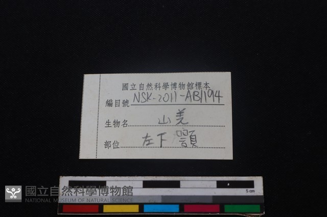 山羌骨藏品圖，第4張