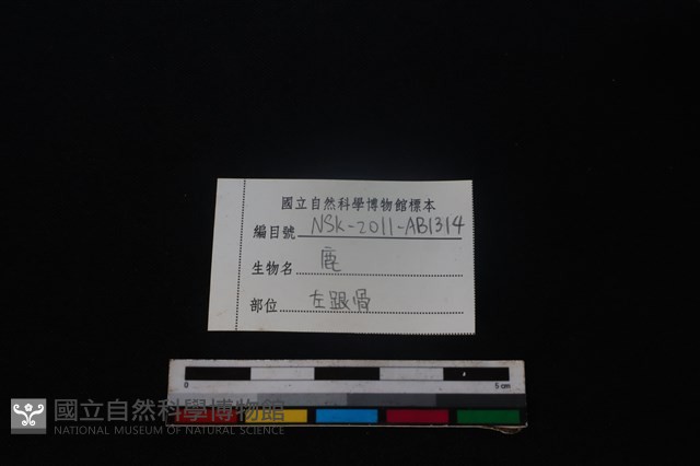 梅花鹿骨藏品圖，第4張