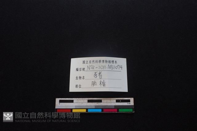 豬骨藏品圖，第4張
