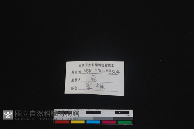 梅花鹿骨藏品圖，第4張