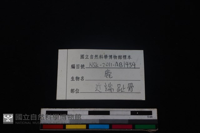 梅花鹿骨藏品圖，第4張