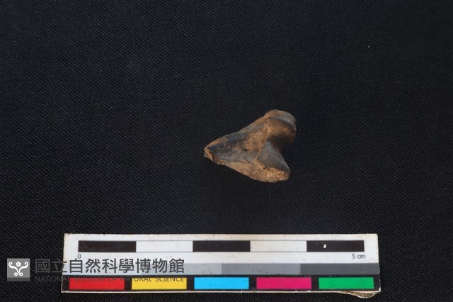 藍腹鷴骨藏品圖，第4張