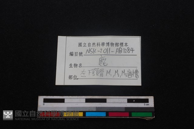 梅花鹿骨藏品圖，第4張
