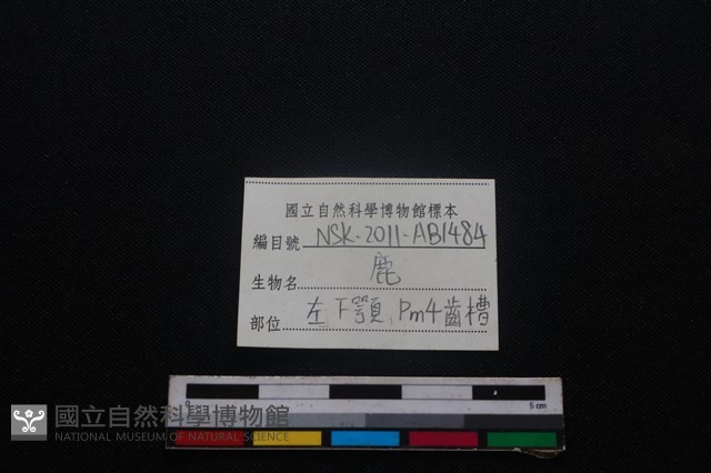 梅花鹿骨藏品圖，第4張