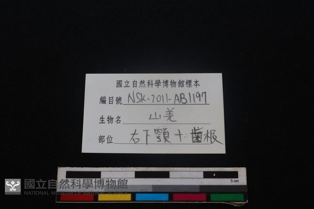 山羌骨藏品圖，第4張