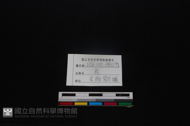 梅花鹿骨藏品圖，第4張