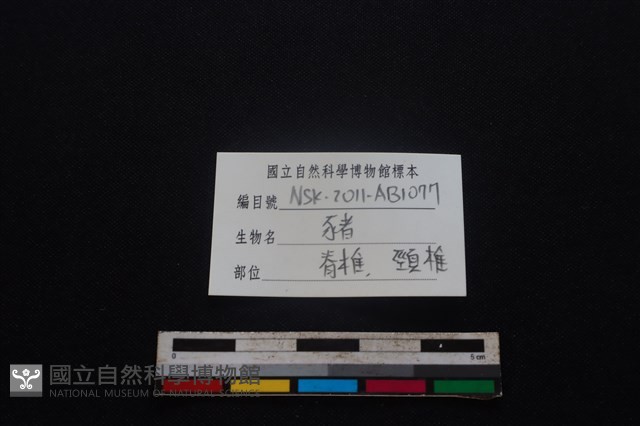 豬骨藏品圖，第4張