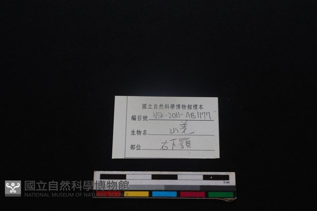 山羌骨藏品圖，第4張