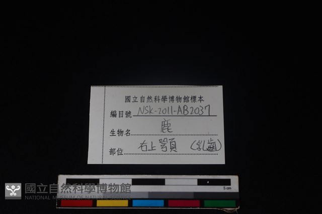 梅花鹿骨藏品圖，第4張