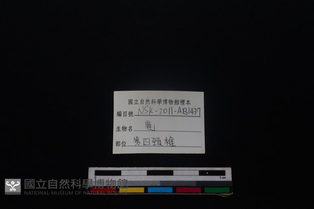 梅花鹿骨藏品圖，第4張
