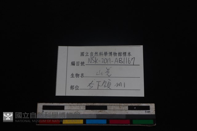 山羌骨藏品圖，第4張