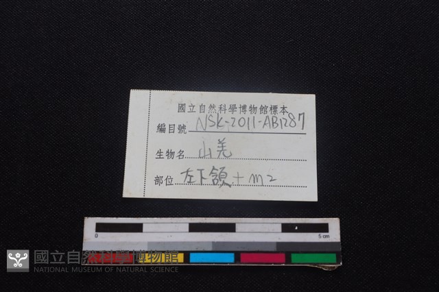 山羌骨藏品圖，第4張