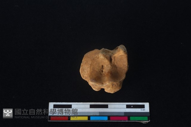 梅花鹿骨藏品圖，第4張