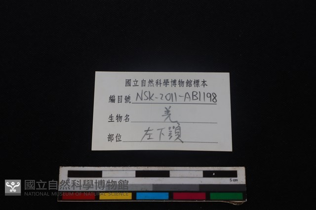 山羌骨藏品圖，第4張