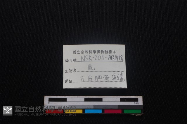 梅花鹿骨藏品圖，第4張