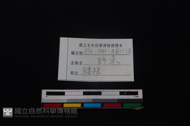 野兔骨藏品圖，第4張