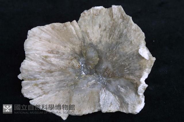四水鍶硼石 藏品圖，第4張
