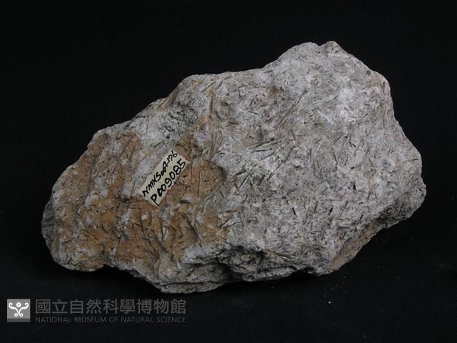 白雲母-滑石-陽起石片岩藏品圖，第4張
