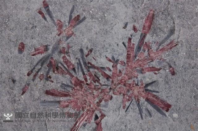 紅電氣石/電氣石藏品圖，第4張