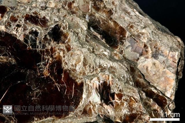 金雲母藏品圖，第4張
