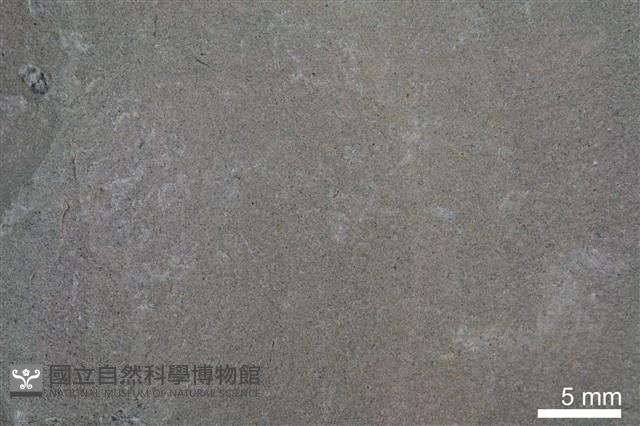 泥岩藏品圖，第3張