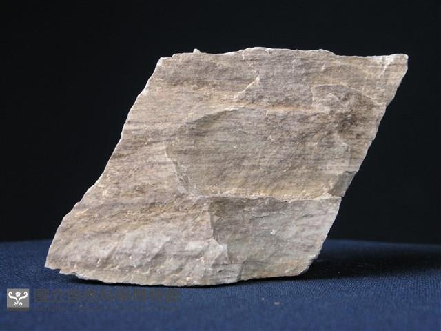 矽質片岩藏品圖，第3張