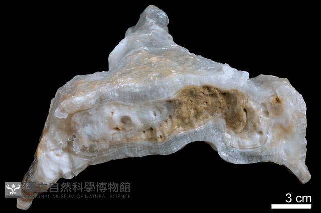 鐘乳石藏品圖，第3張