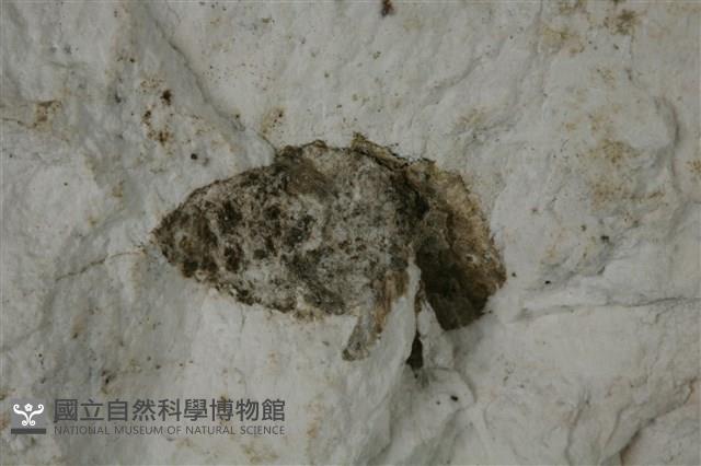 白雲石藏品圖，第4張
