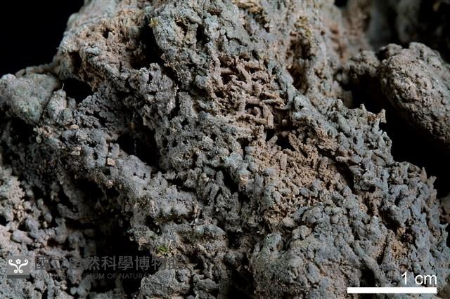 石灰華藏品圖，第4張