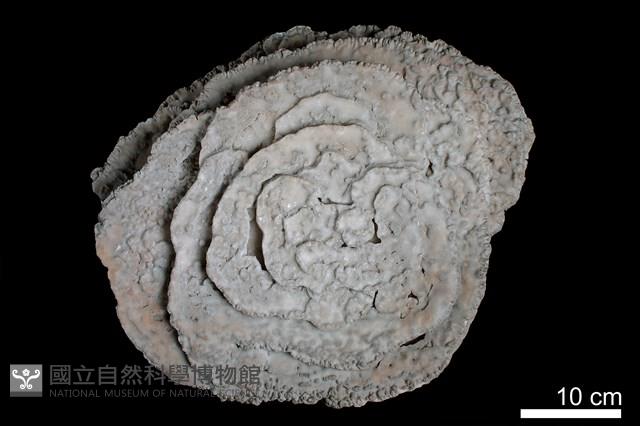 石灰華藏品圖，第1張