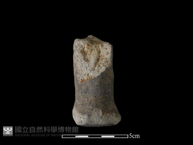 獸足藏品圖，第2張