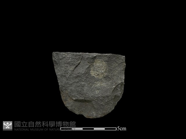 斧鋤形器藏品圖，第1張