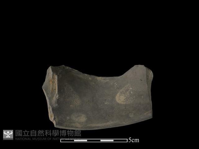 陶片藏品圖，第2張