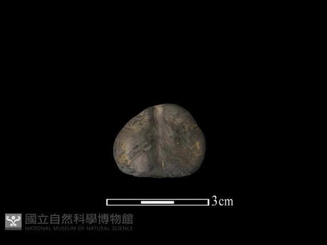 陶紡輪藏品圖，第1張