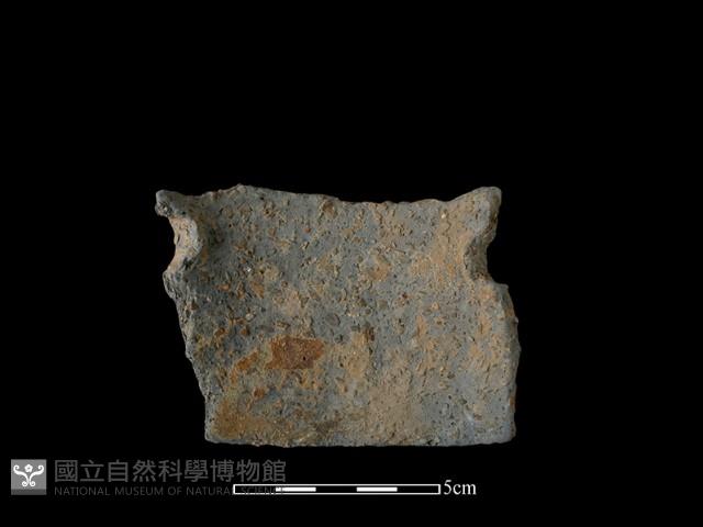 陶片藏品圖，第2張
