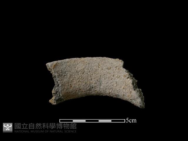 陶片藏品圖，第2張