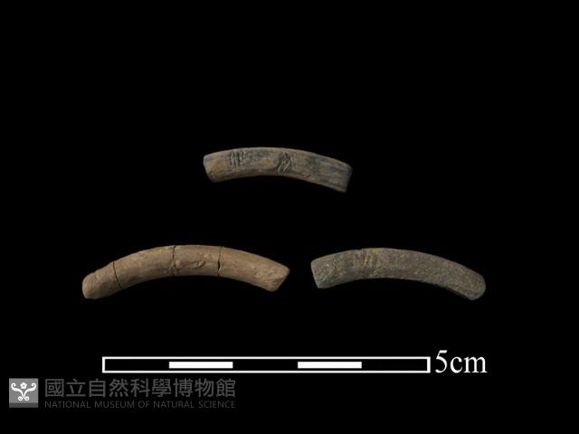 陶環藏品圖，第1張