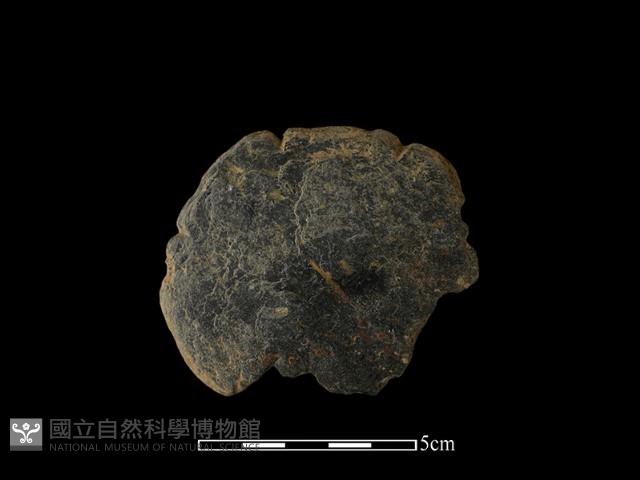 網墜藏品圖，第2張