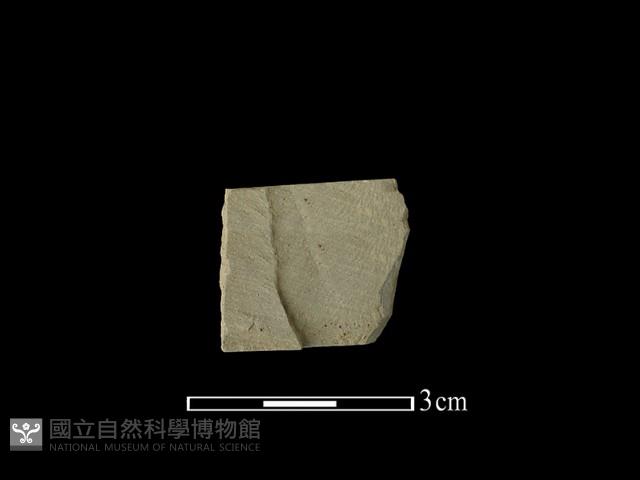 帶加工痕石材藏品圖，第2張