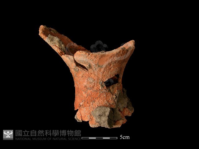 連杯形器藏品圖，第2張