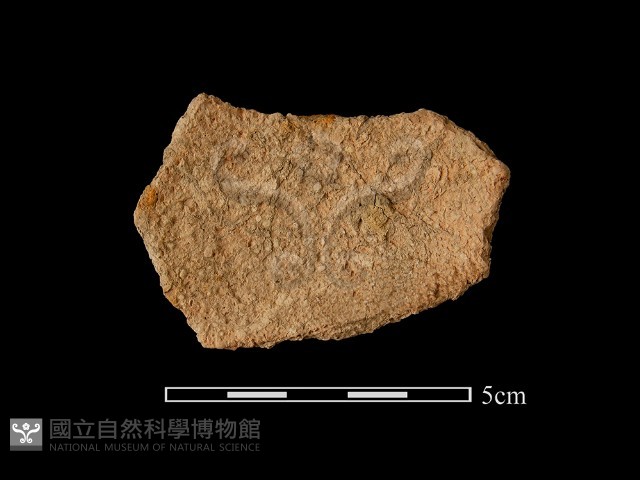 陶片藏品圖，第2張