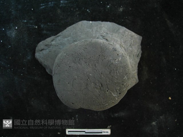 陶蓋藏品圖，第2張