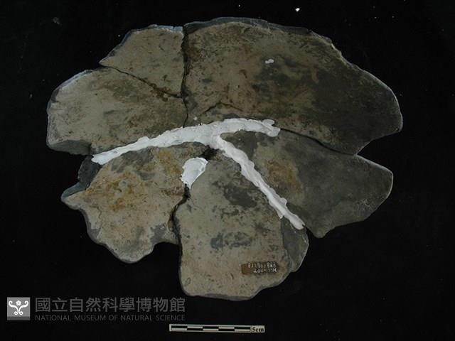 陶蓋藏品圖，第2張