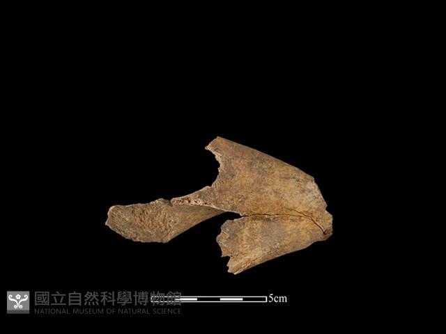 豬骨藏品圖，第1張