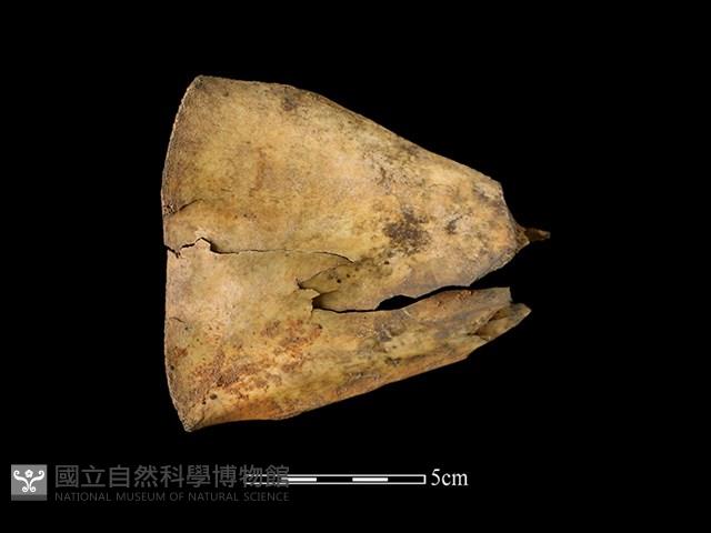 梅花鹿骨藏品圖，第1張