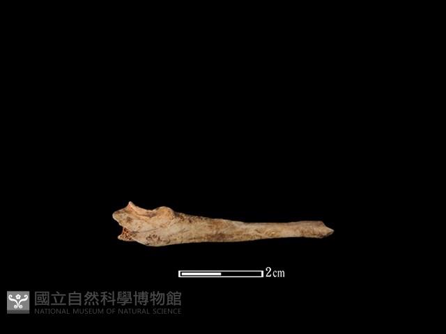 山羌骨藏品圖，第2張