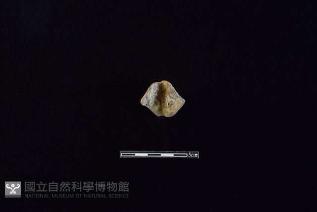 陶紡輪藏品圖，第2張