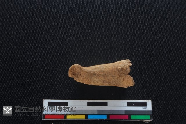 梅花鹿骨藏品圖，第2張