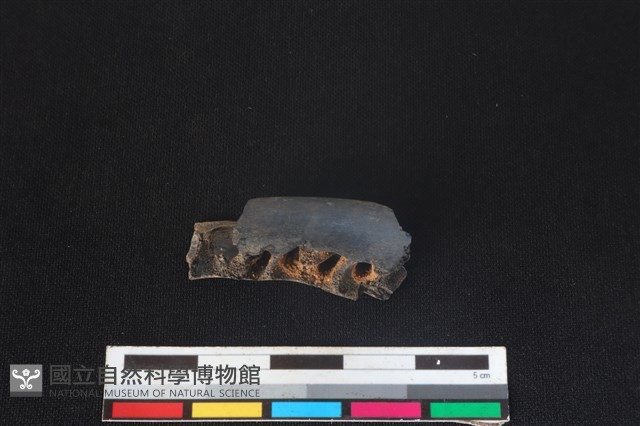 山羌骨藏品圖，第2張