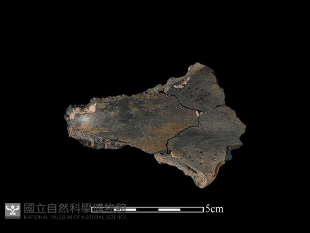 豬骨藏品圖，第3張